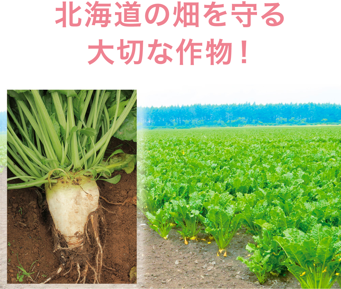 北海道の畑を守る大切な作物！