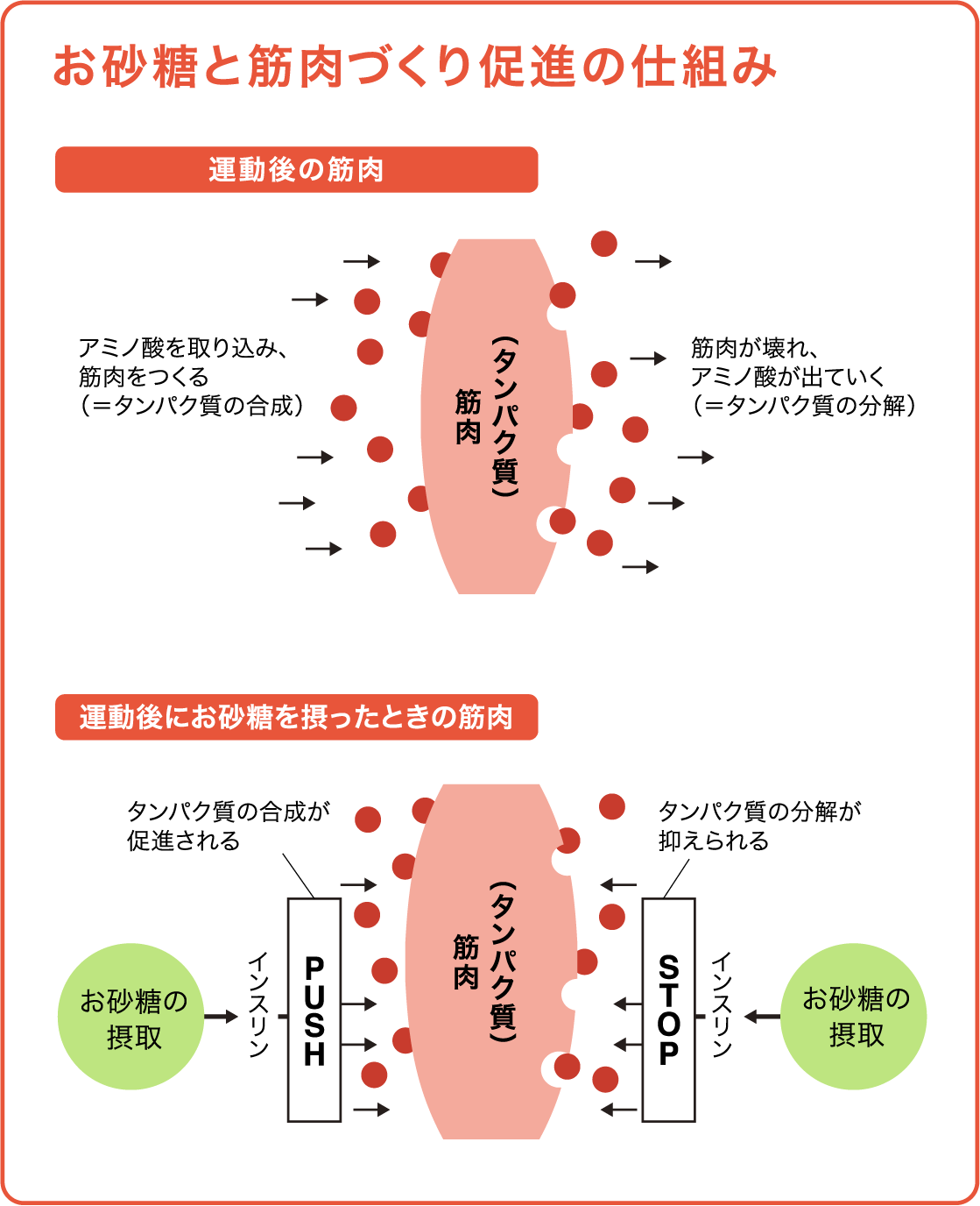 筋肉のメカニズム