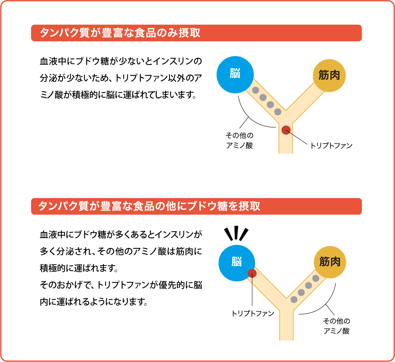 トリプトファンとアミノ酸